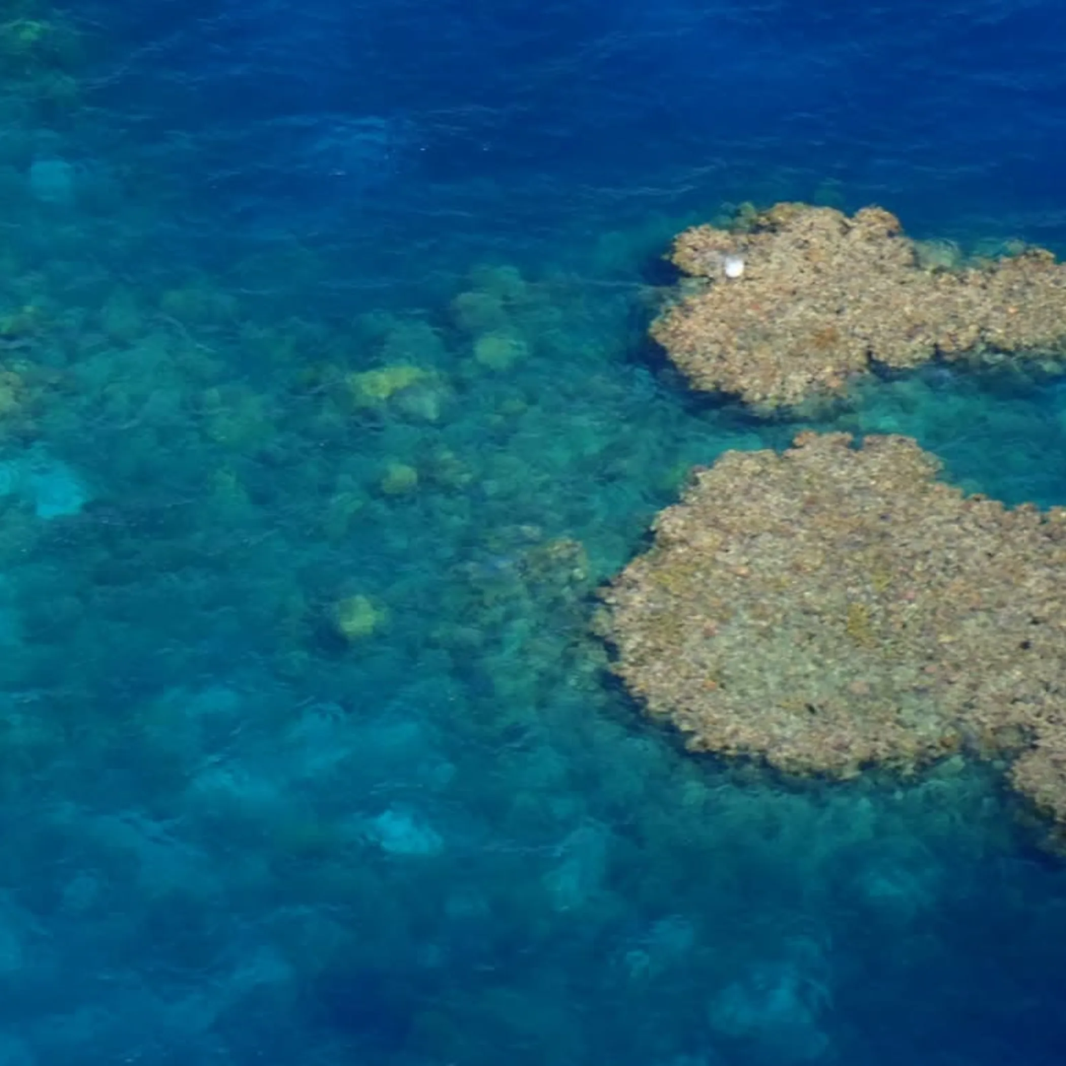 coral reef for australian travel