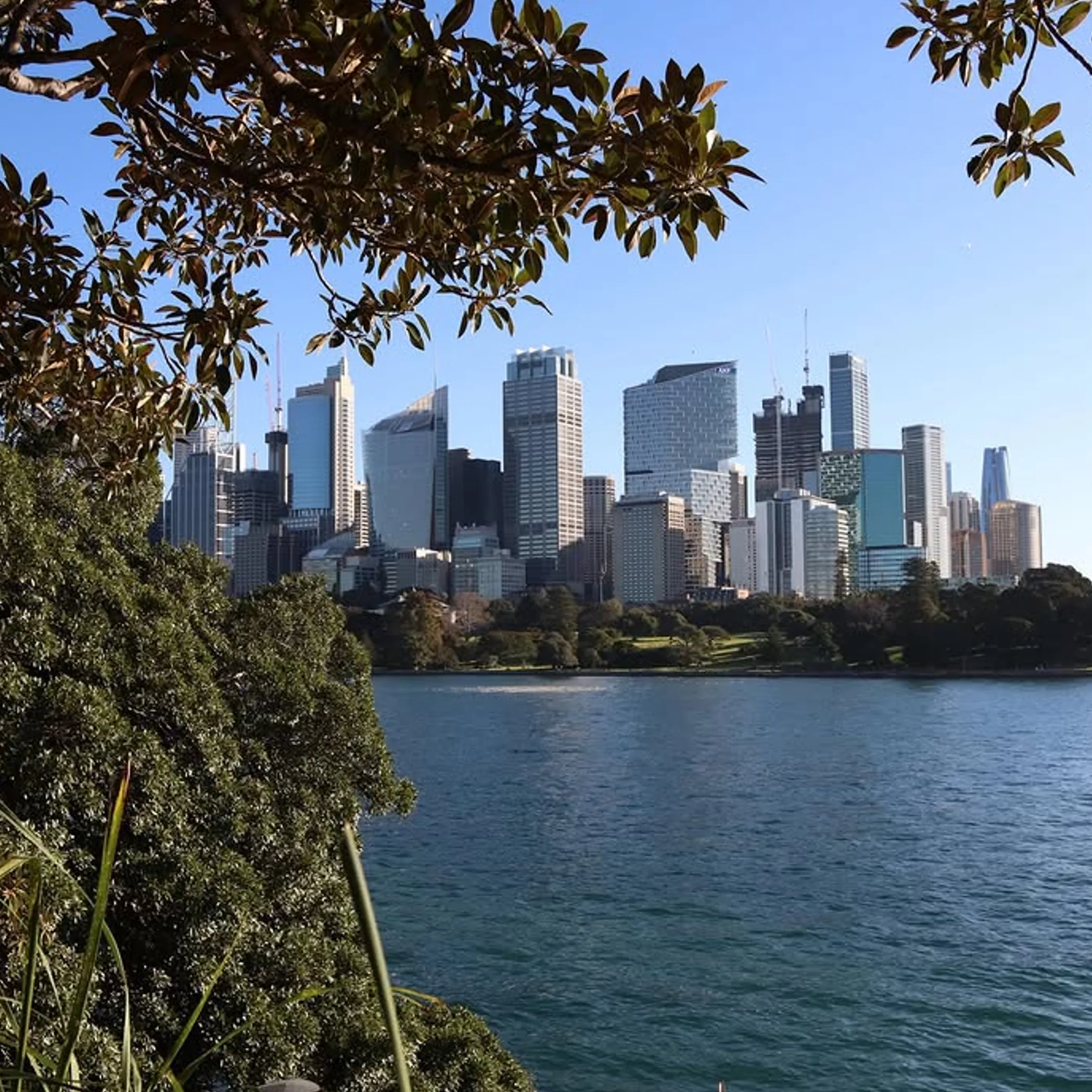 sydney royal botanic garden skyline