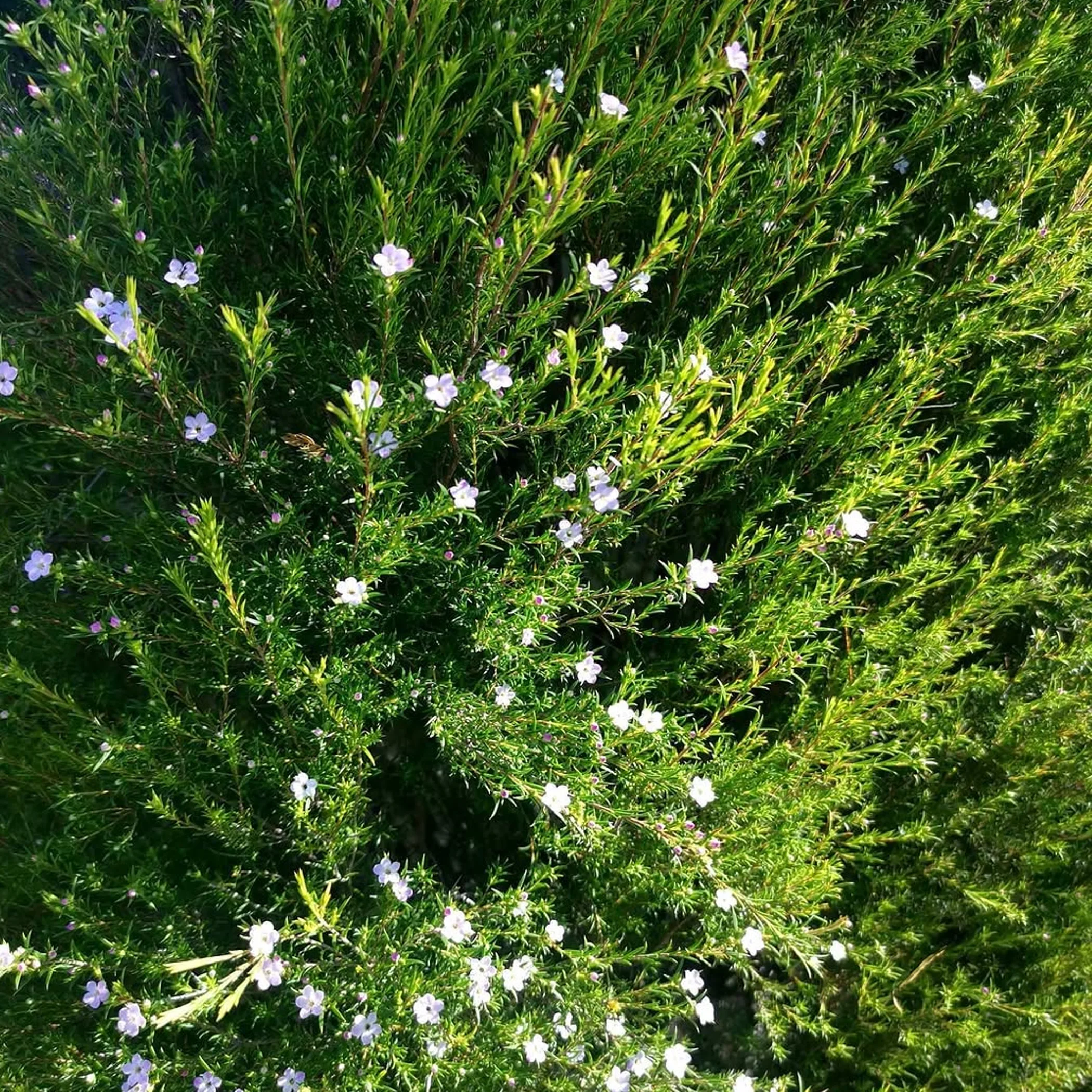seasonal spring vegetation